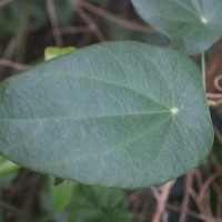 Cyclea peltata (Lam.) Hook.f. & Thomson